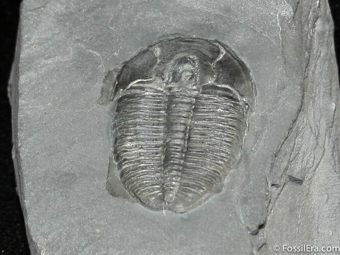 Inch Elrathia Trilobite In Matrix #854